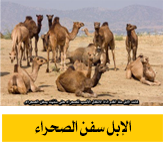 الابل سفن الصحراء